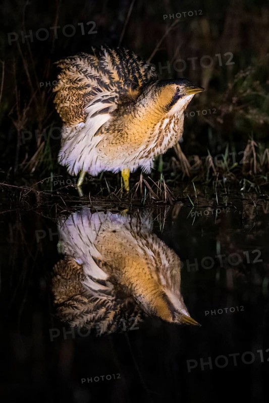 A bittern (Botaurus stellaris) is reflected in the water, surrounded by reeds at night, Dümmer nature park Park, Lower Saxony, Germany