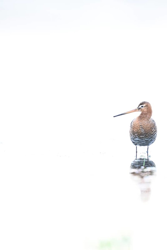 A black-tailed godwit (Limosa limosa) with orange and brown plumage standing on the water, white background High Key Image, Dümmer nature park Park, Lower Saxony, Germany