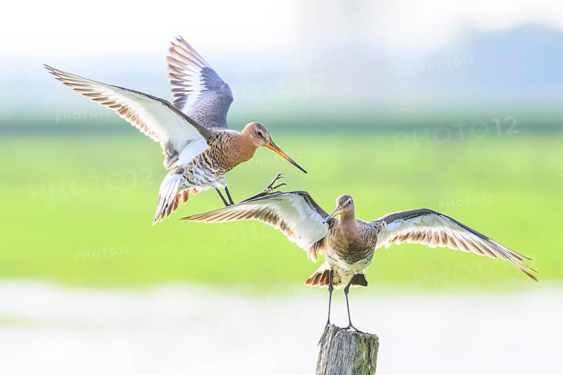 A hovering and a standing black-tailed godwit (Limosa limosa) on a post in a green meadow landscape, Dümmer nature park Park, Lower Saxony, Germany