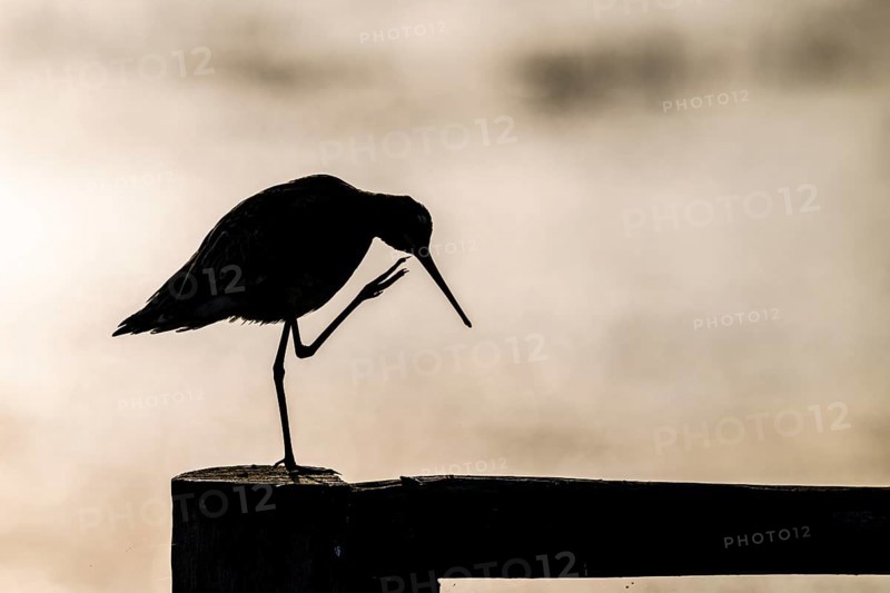 The silhouette of a black-tailed godwit (Limosa limosa) on a pole scratching itself with one leg against a warm background, Dümmer nature park Park, Lower Saxony, Germany