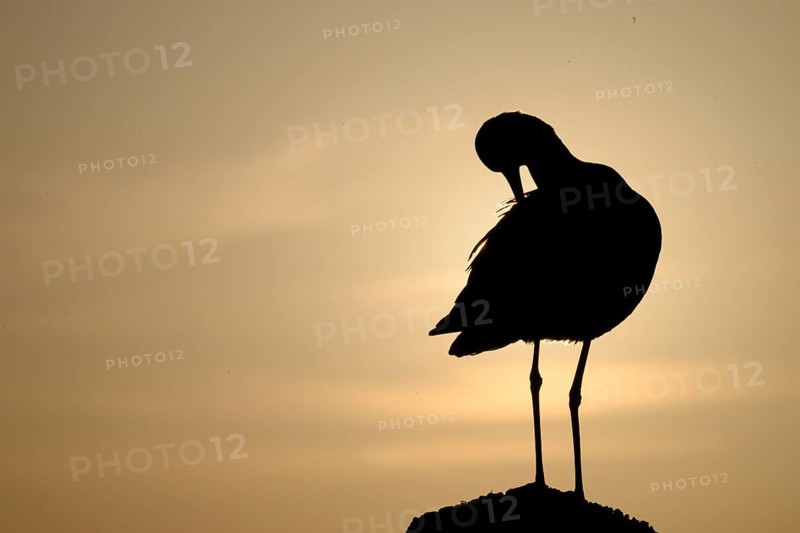 The silhouette of a black-tailed godwit (Limosa limosa) on a pole grooming itself against a warm background, Dümmer nature park Park, Lower Saxony, Germany
