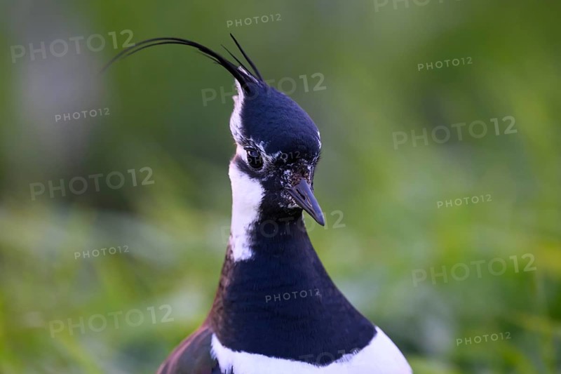 Portrait close-up of a lapwing (Vanellus vanellus) with black and white plumage, Dümmer nature park Park, Lower Saxony, Germany
