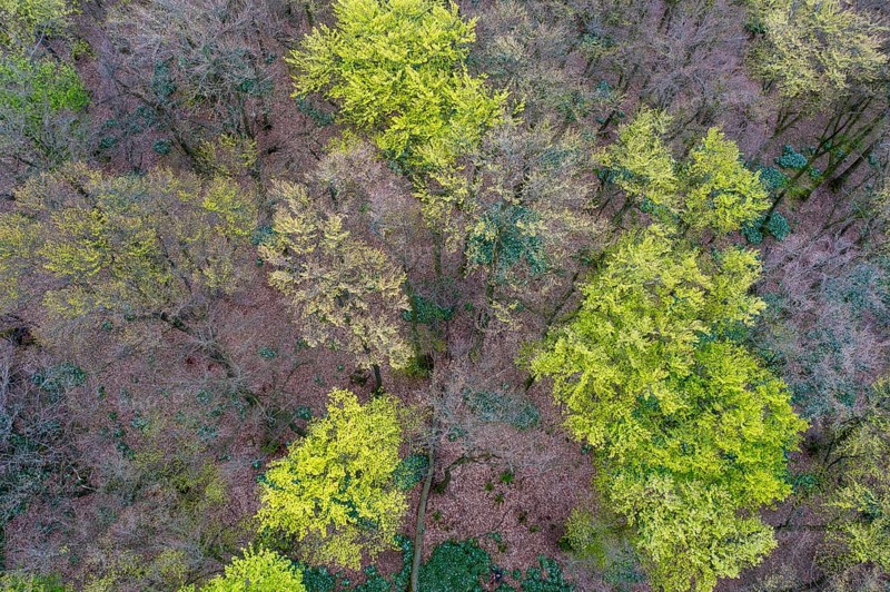 Beech forest (Fagus sylvatica) in the Teutoburg Forest under soft light. Photo taken from an elevated location Drone photo, Ahornweg, Terra Vita nature park Park, Teutoburg Forest, Lower Saxony, Germany