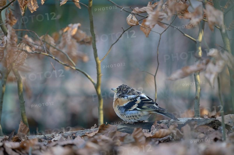 Brambling (Fringilla montifringilla) on the ground of a beech forest, Osnabrücker Land, Lower Saxony, Germany