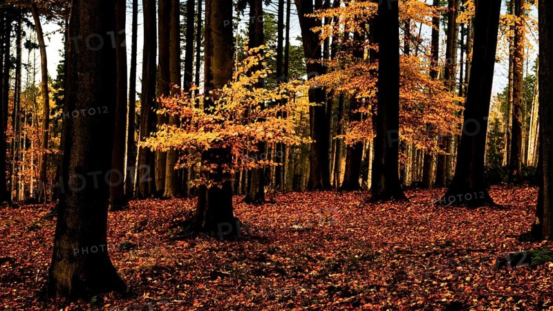 An autumnal beech forest (Fagus sylvatica) with tall trees and bright orange foliage in the sunlight, Stemweder Berg, Wehdem, Stemwede, North Rhine-Westphalia, Germany