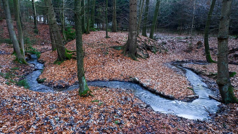 A small stream meanders through an autumnal forest coniferous forest and tall trees, Zwickenbach Valley, Meller Mountains, Melle, Lower Saxony, Germany, Bakum, Melle, Lower Saxony, Germany
