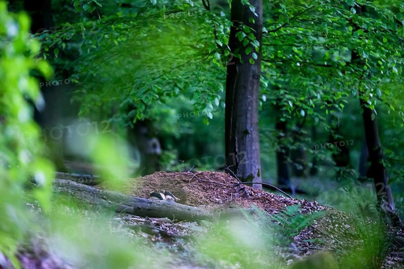 Two European badgers (Meles meles) at an exit of their underground den, Teutoburg Forest, Lower Saxony, Germany