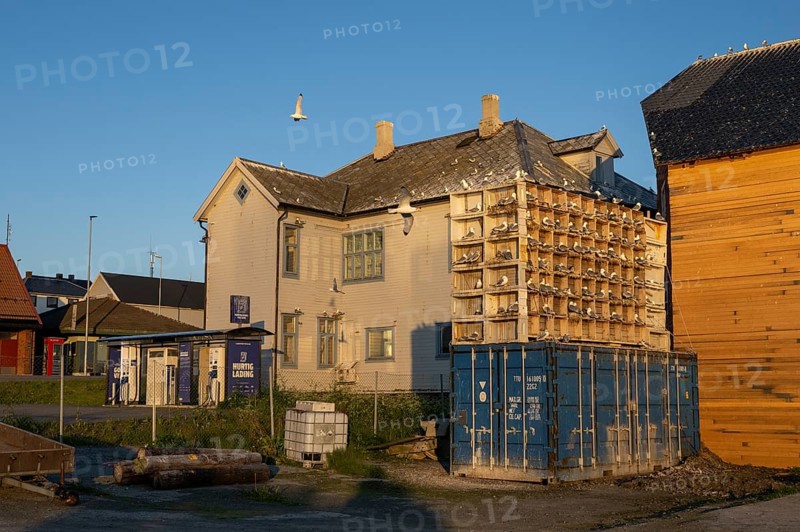 Building with nesting boxes for kittiwakes (Rissa tridactyla) made of old fishing boxes and flying gull in the evening light, surrounded by containers and other houses, Vardø, Finnmark, Norway