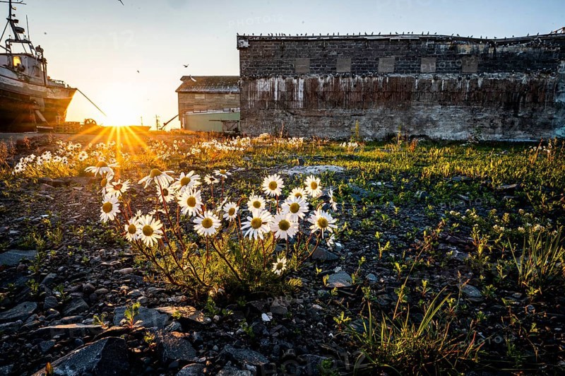 Daisies (Leucanthemum) bloom at sunset in front of old ruins and an old fishing boat, creating a magical evening mood in the old part of Vardö harbour, Vardø, Finnmark, Norway