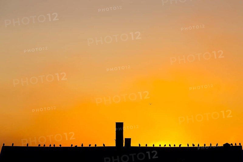 Gulls Kittiwakes (Rissa tridactyla) sit on a roof in front of an orange-coloured sunset sky. The scene radiates tranquillity, Vardø, Finnmark, Norway
