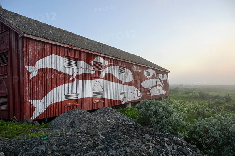 Mural with different whale species on a red fisherman's house Rorbur in a fog atmosphere. Vardö street art phenomenon created by the festival Komafest, curated by artist Pøbel in 2012, Vardø, Finnmark, Norway