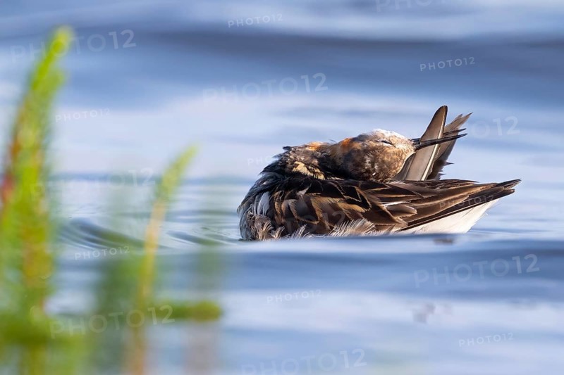 An Odin's chicken (Phalaropus lobatus) swimming among green plants in the water while grooming its feathers, in a quiet natural environment, Vadsø, Finnmark, Norway