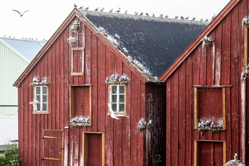 Pomor Museum red façade of a rorbur with numerous kittiwakes Kittiwakes (Rissa tridactyla) sitting on the roof and windowsills create a rustic and rural atmosphere, Vardø, Finnmark, Norway