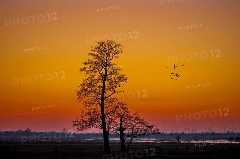 A single tree of black alder (Alnus glutinosa) stands against an orange sunset sky while geese fly in the distance, Dümmer nature park Park, Lower Saxony, Germany
