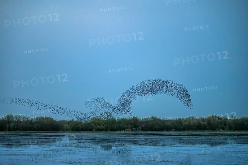 A flock of starlings (Sturnus vulgaris) flies in a curved formation over a calm lake at dusk, Dümmer nature park Park, Lower Saxony, Germany