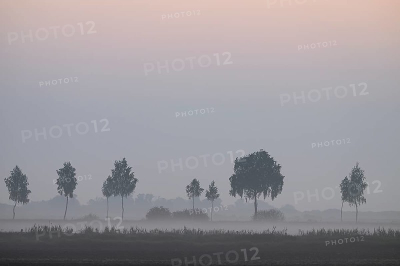 Blurred landscape with rows of trees in fog at dawn and soft lighting, Dümmer nature park Park, Bohmte, Lower Saxony, Germany