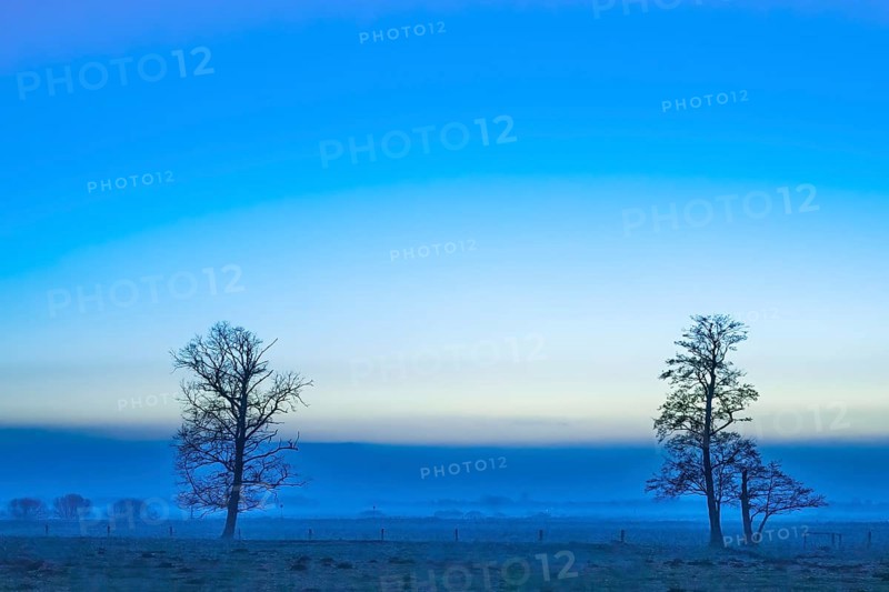Two bare trees of black alder (Alnus glutinosa) stand in a quiet, blue landscape at sunrise with a light mist, Dümmer nature park Park, Lower Saxony, Germany