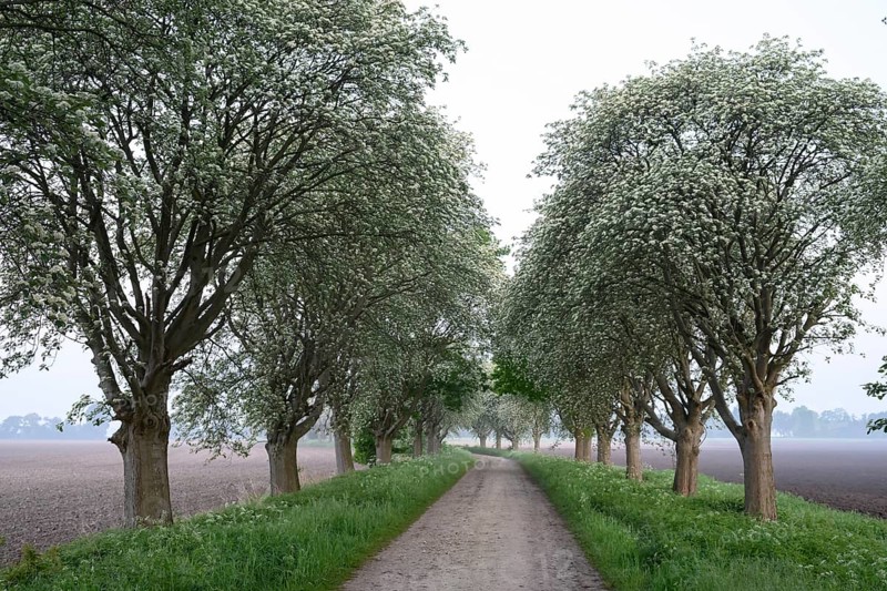 Mulberry tree avenue (Morus spec.), Dümmer nature park Park, Bohmte, Lower Saxony, Germany