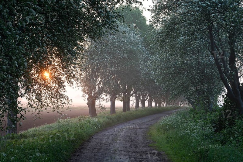 A narrow path leads through a forest, lined with trees in the soft light of a misty sunset. Mulberry tree avenue (Morus spec.), Dümmer nature park Park, Bohmte, Lower Saxony, Germany