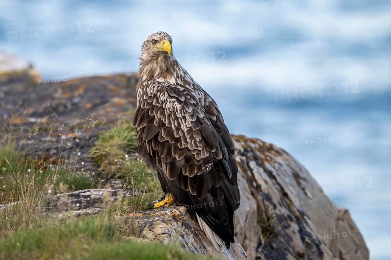 A white-tailed eagle (Haliaeetus albicilla) perched majestically on a rock overlooking the sea, Finnmark, Norway
