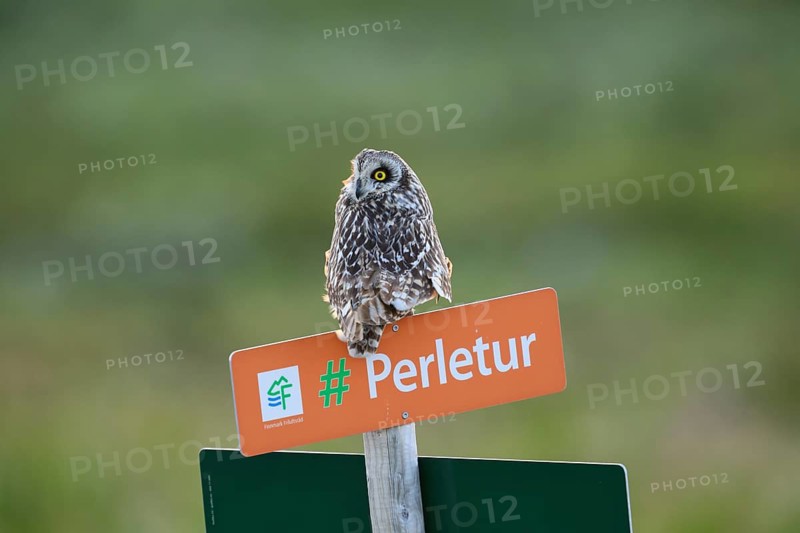 Short-eared Owl (Asio flammeus) on a tourist sign in front of a blurred green background, Kiberg, Finnmark, Norway