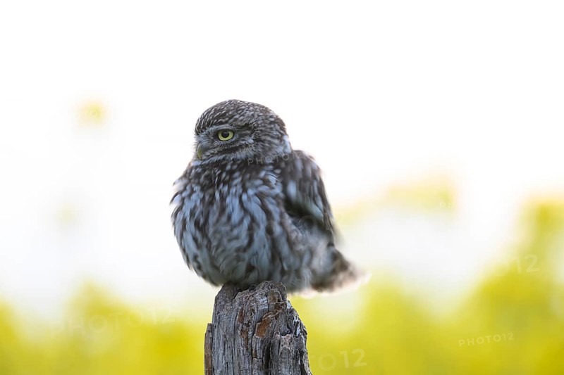 Little owl (Athene noctua) with fluffed up plumage in the evening on an old willow pole with a yellow rape field in the background, Wiehengebirge, Osnabrücker Land, Lower Saxony, Germany