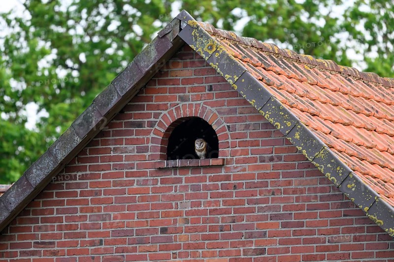 A barn owl (Tyto alba) looks out of a small window Uhlenflucht in a brick building, surrounded by green trees, Bohmte, Lower Saxony, Germany