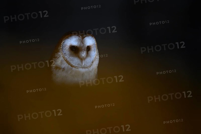 A barn owl (Tyto alba) sits in an attic with wooden beams looking out of the darkness, mysterious and subdued atmosphere, Ravensberger Land, North Rhine-Westphalia, Germany
