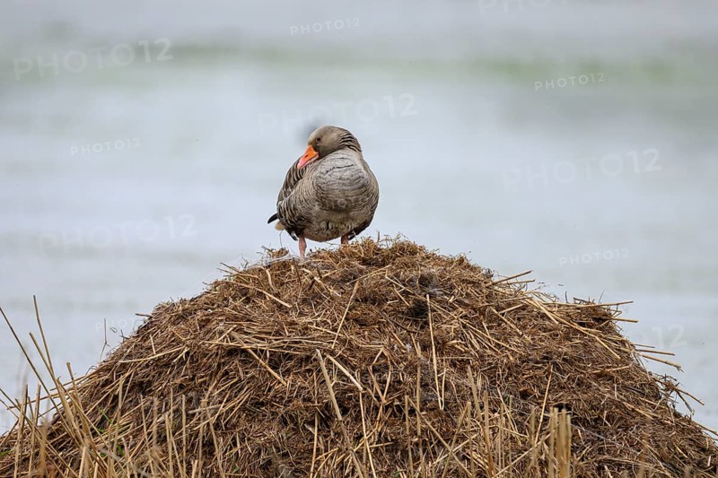 A grey goose (Anser anser) stands on its raised nest on a Bisamburg, Ochsenmoor, Dümmer nature park Park, Lower Saxony, Germany
