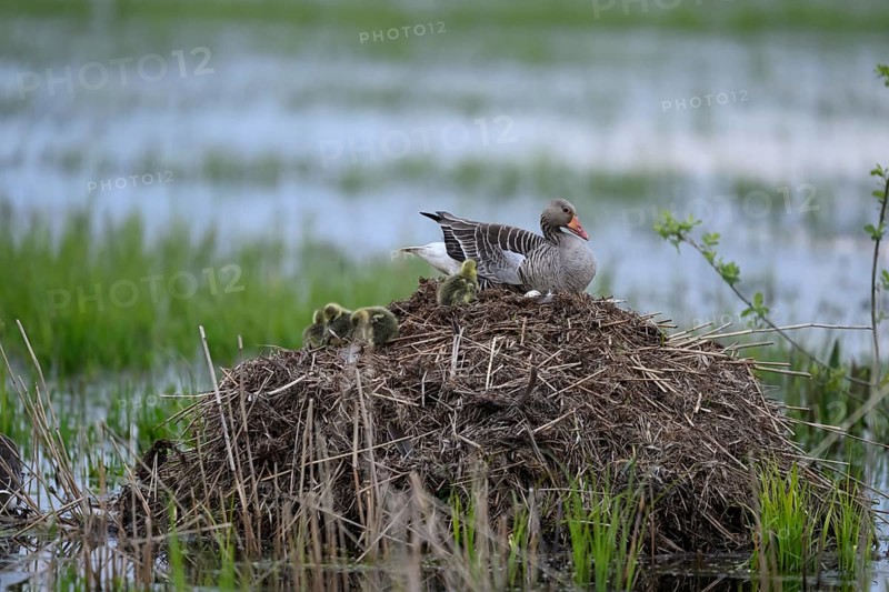 A greylag goose (Anser anser) with chicks on its raised nest on a Bisamburg, Ochsenmoor, Dümmer nature park Park, Lower Saxony, Germany