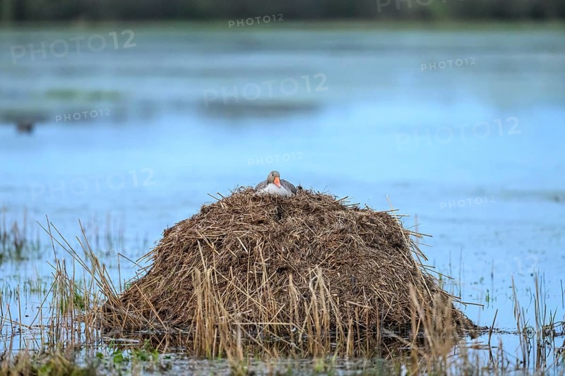 A greylag goose (Anser anser) on a raised nest on a Bisamburg, Ochsenmoor, Dümmer nature park Park, Lower Saxony, Germany