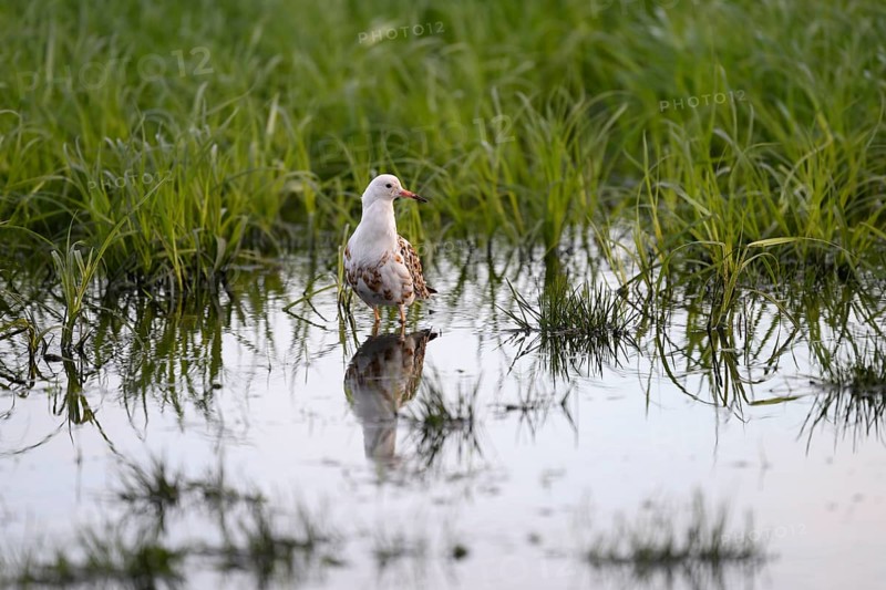 A ruff (Calidris pugnax, Syn.: Philomachus pugnax) stands in the water and is reflected in a peaceful landscape surrounded by grass, Dümmer nature park Park, Lower Saxony, Germany