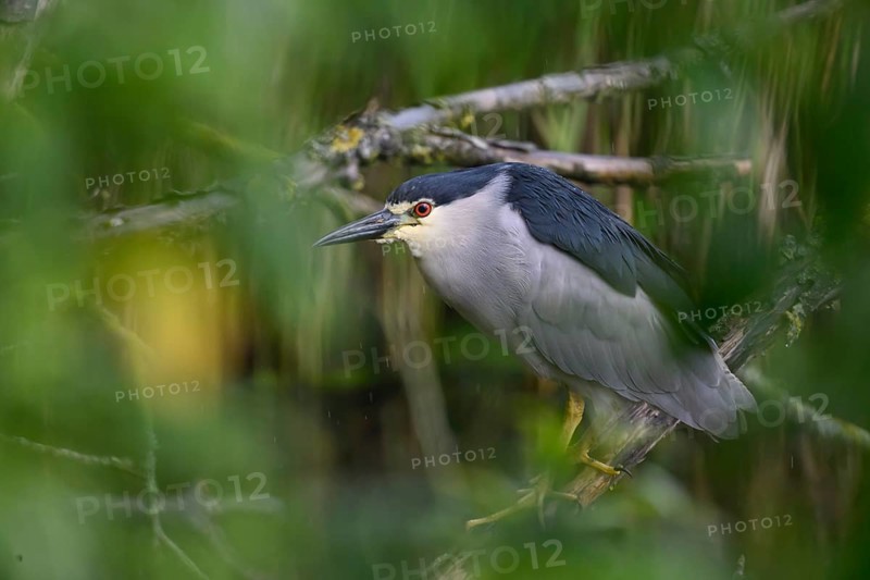 Night heron (Nycticorax nycticorax) hiding in a willow bush, Dümmer nature park Park, Lower Saxony, Germany