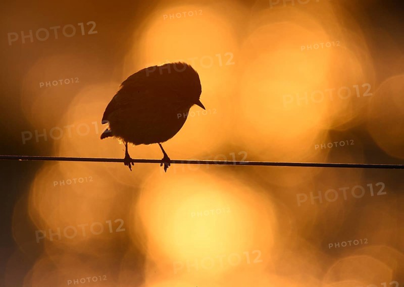 A stonechat (Saxicola rubicola) sits on a metal wire in front of an orange golden evening sky that frames its silhouette, Dümmer nature park Park, Lower Saxony, Germany