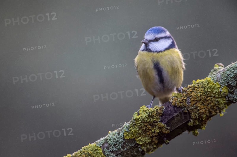 Blue tit (Parus caerulea), Emsland, Lower Saxony, Germany