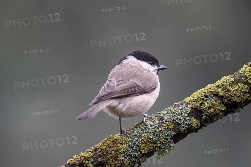 Marsh tit (Poecile palustris), Emsland, Lower Saxony, Germany