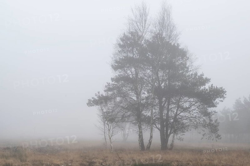 Pine trees (Pinus sylvestris) in the fog in the moor, Emsland, Lower Saxony, Germany