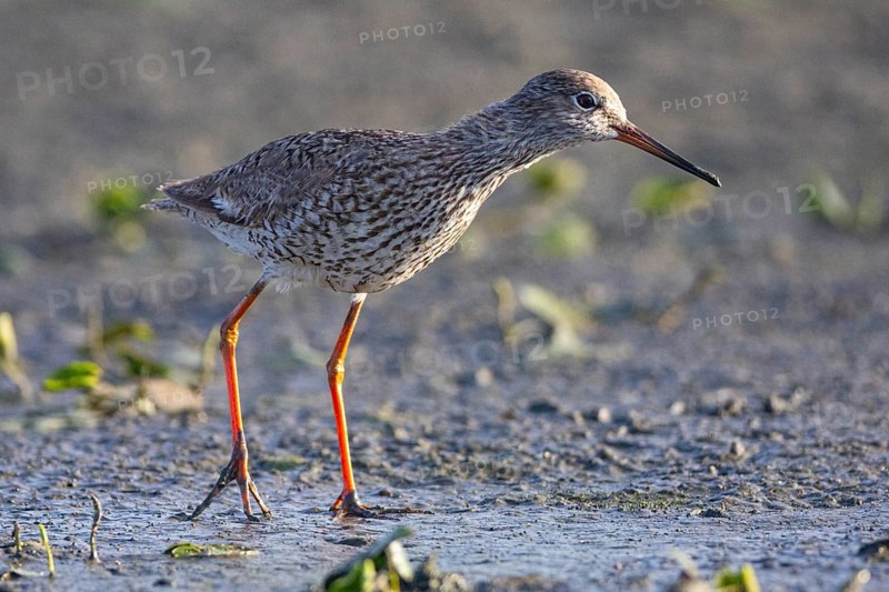 Spotted Redshank (Tringa erythropus) Hungary