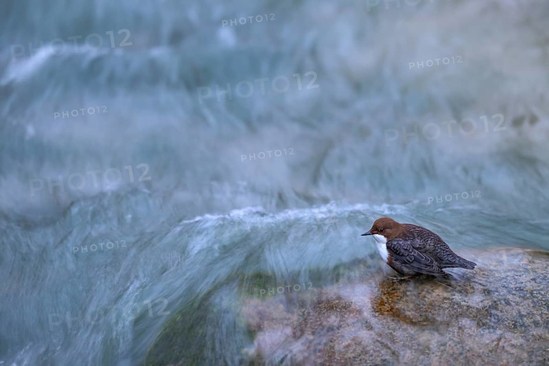 A dipper (Cinclus cinclus) sitting on the edge of a smooth rock in a river, East Westphalia, North Rhine-Westphalia, Germany