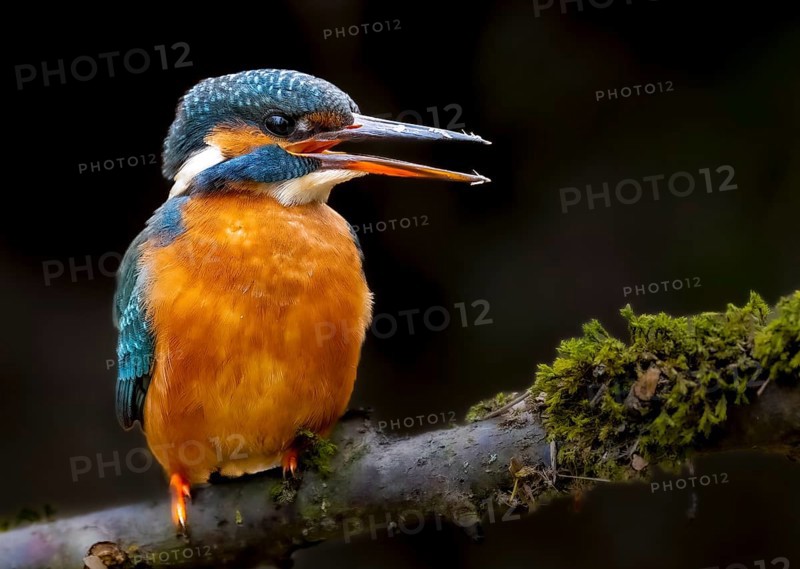 A female kingfisher (Alcedo atthis) sitting on a mossy branch, Langenberg, North Rhine-Westphalia, Germany