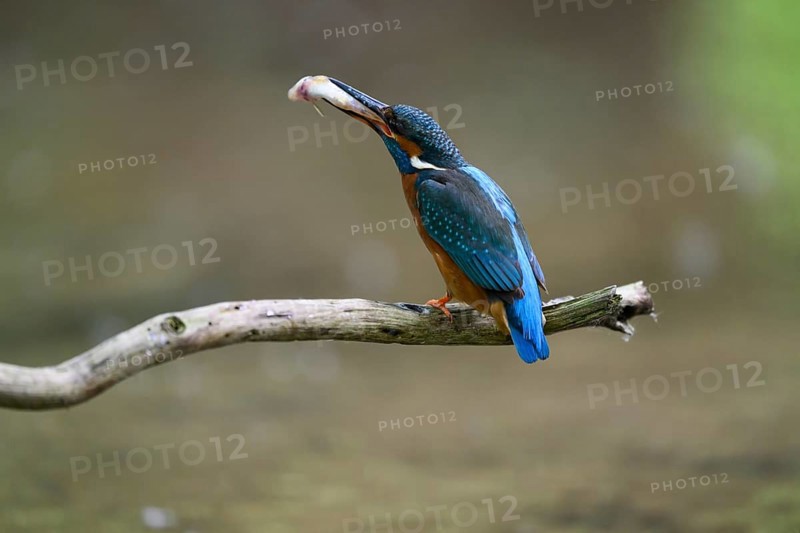 A kingfisher (Alcedo atthis) sitting on a branch above the water with a caught fish in its beak, Langenberg, North Rhine-Westphalia, Germany