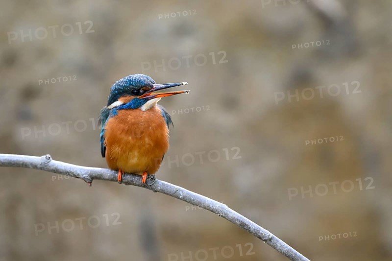 A female kingfisher (Alcedo atthis) sitting on a branch, Langenberg, North Rhine-Westphalia, Germany