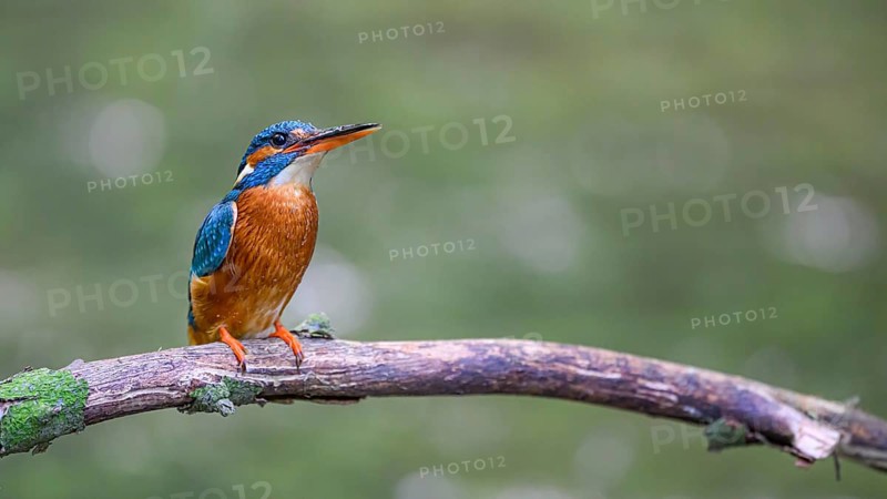 A kingfisher (Alcedo atthis) sits attentively on a branch with a greenish background, Melle, Lower Saxony, Germany