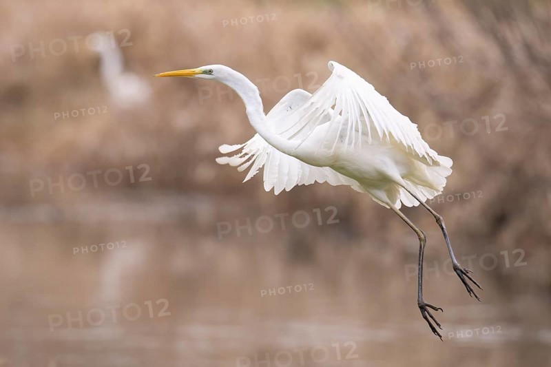 A white egret (Egretta alba) flies elegantly over the water in a natural environment surrounded by reeds, Dümmer nature park Park, Hüde, Lower Saxony, Germany
