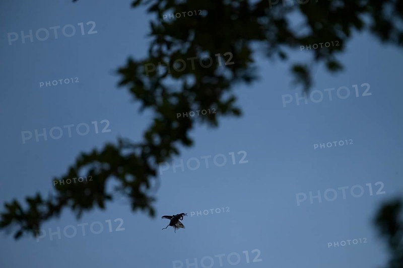 Close-up of a flying stag beetle (Lucanus cervus) with recognisable wings in front of a blue sky, Dammer Berge, Damme, Lower Saxony, Germany