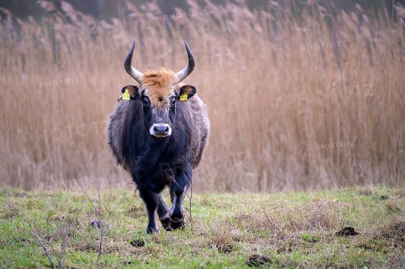 Heck cow of rebred aurochs with large horns standing on a pasture, distinctive ear tags, damme, Lower Saxony, Germany