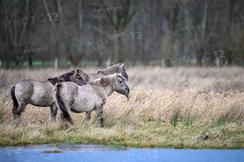 Koniks Konik horses (Equus ferus caballus) Group of horses on a winter pasture with bare trees in the background, Drebber, Lower Saxony, Germany