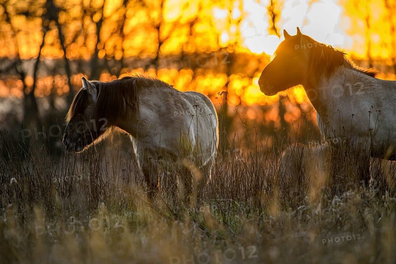 Konik Konik horses (Equus ferus caballus), Mariendrebber, Drebber, Lower Saxony, Germany