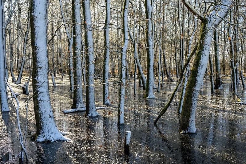 Snow-covered forest alder forest (Alnus glutinosa) with frozen water and trees, sunlight reflected on the surface, Dümmer nature park Park, Lower Saxony, Germany