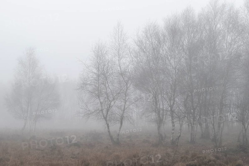 Birches (Betula pendula) in the fog in the moor, Emsland, Lower Saxony, Germany